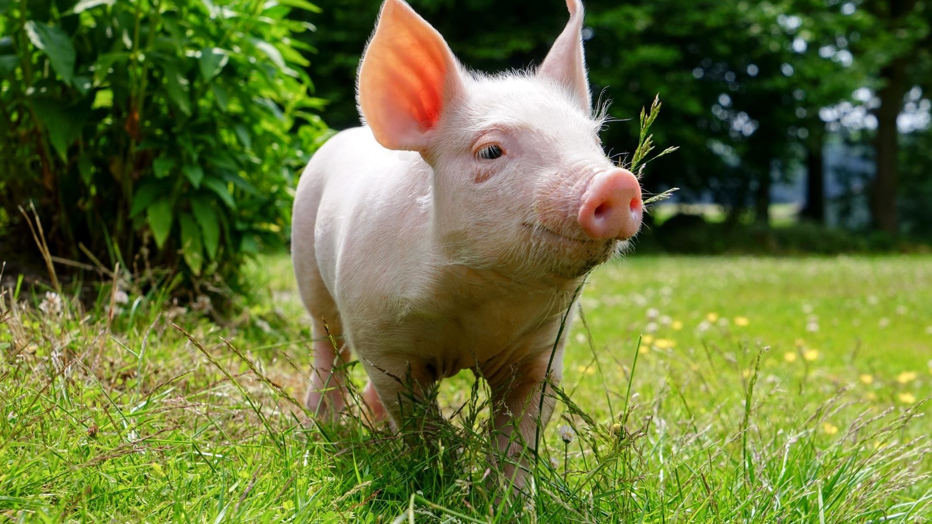 Domestic Pig Animals Grass Wallpapers Picture Baby