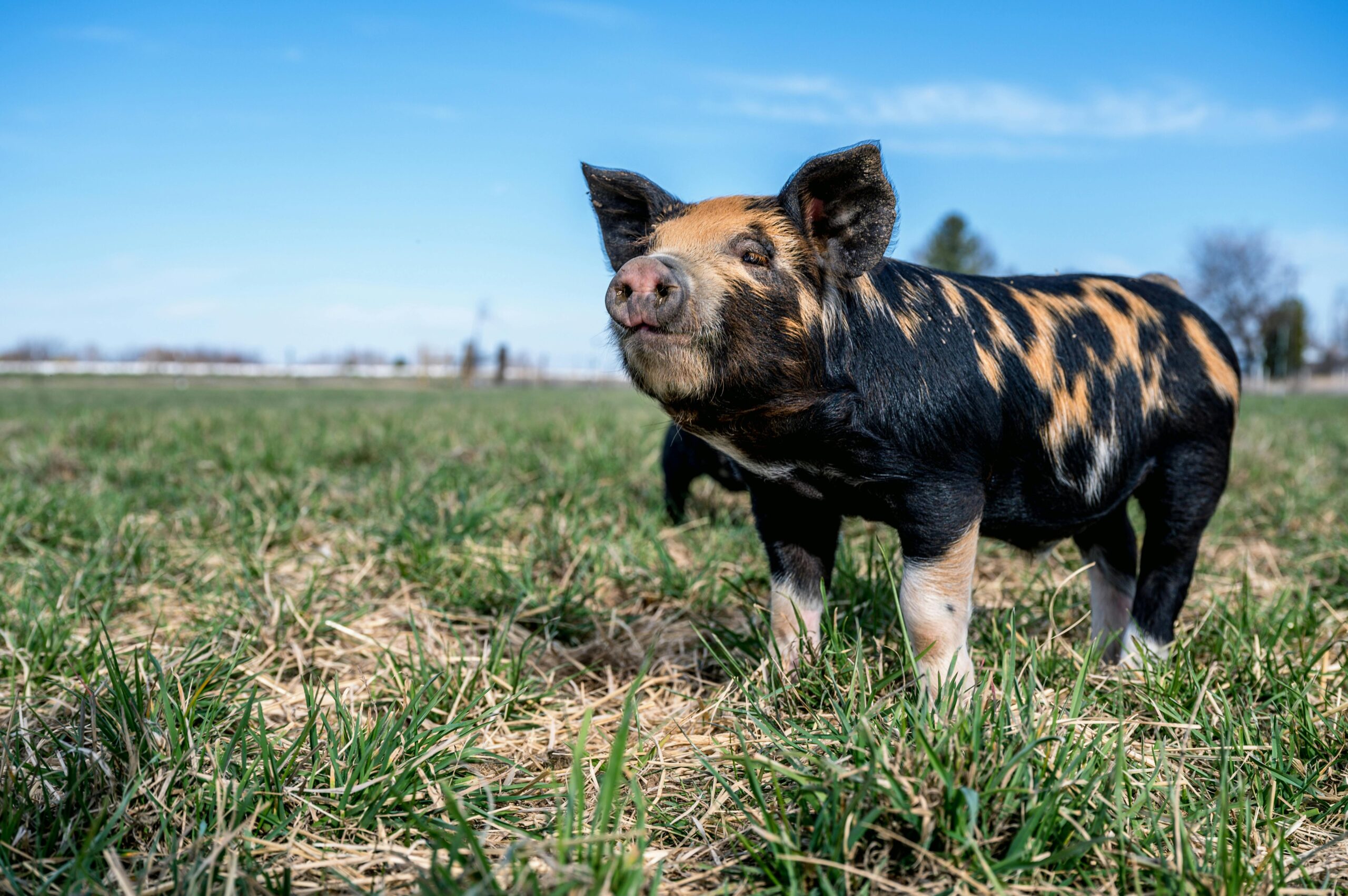 Spotted Piglet Standing on Green Grass in Countryside in Sunlight