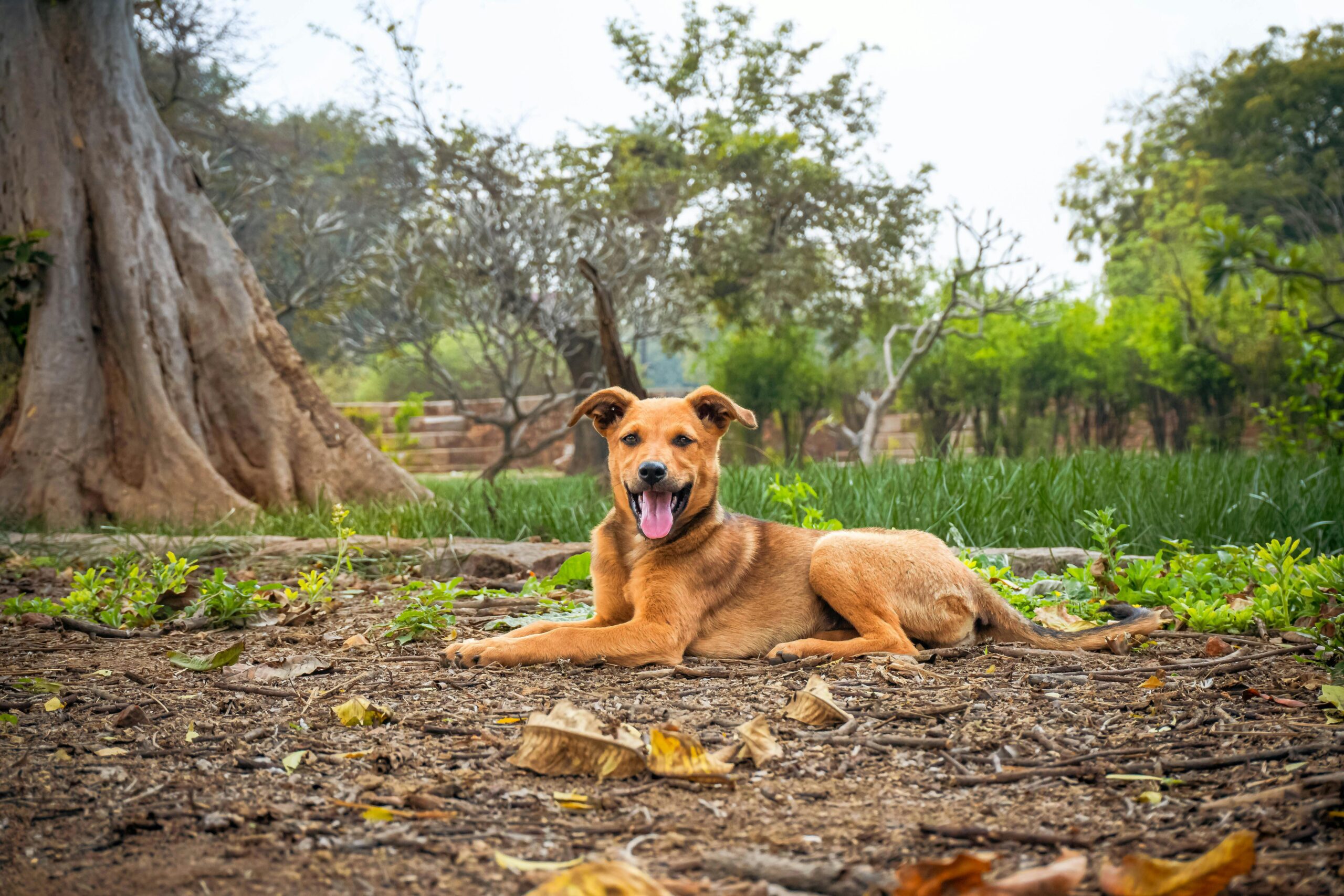 Dog lying on the ground